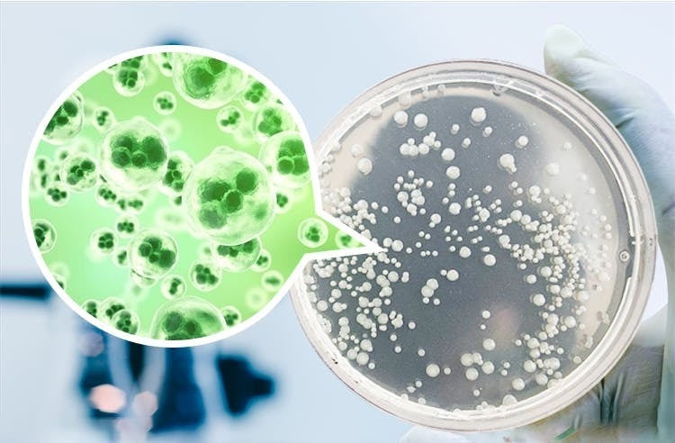 24時間放置した様子