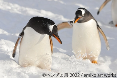 福岡初！2022夏は“ペンギン＆金魚”の納涼アートで癒されよう♪ 「ペンぎょ展」8/13～開催！来場者特典や福岡限定グッズも充実