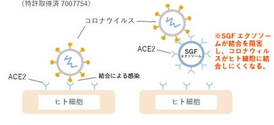 SGFによる新型コロナ感染予防作用機序