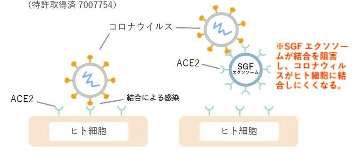 SGFによる新型コロナ感染予防作用機序