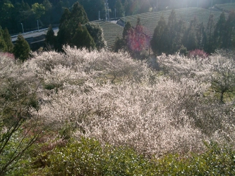 静岡の相良梅園、快適に過ごせるトイレリニューアルプロジェクト 目標金額100％を達成！ ネクストゴール和空間休憩処製作に向け2月25日まで実施中