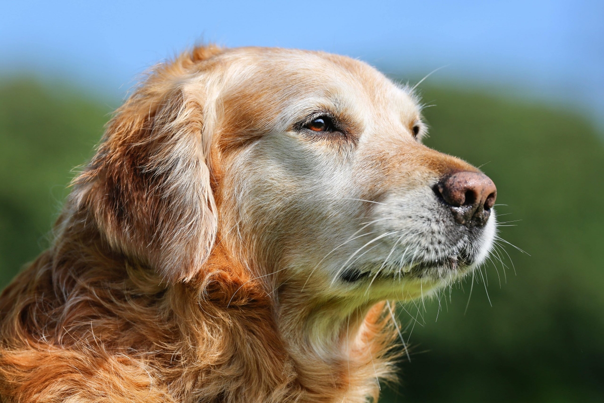 シニア犬のドッグフードの選び方 Newscast