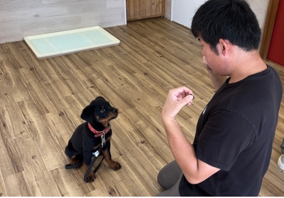 トレーニングをしている子犬