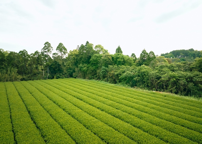 20ヘクタールある茶畑