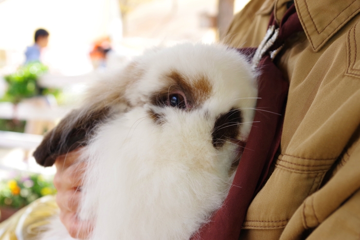 アニマル・フレンズ1