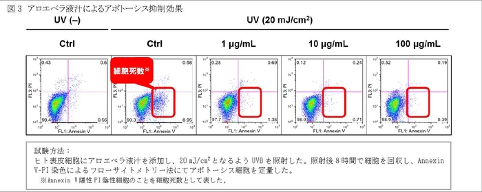 図3　アロエベラ液汁によるアポトーシス抑制効果