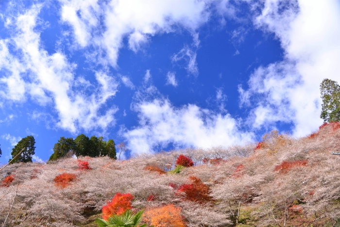 小原四季桜