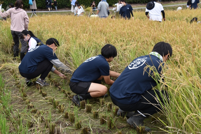 稲の刈り取り