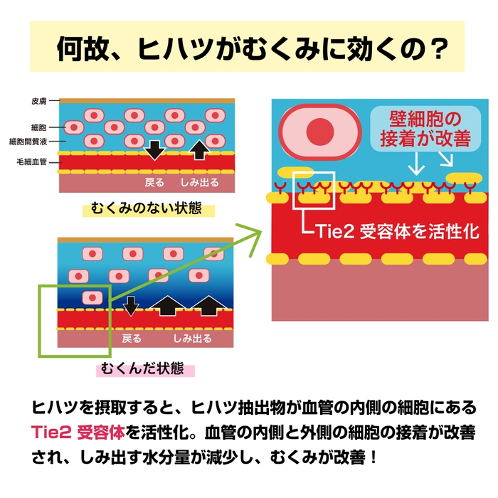 何故ヒハツがむくみに効くの？