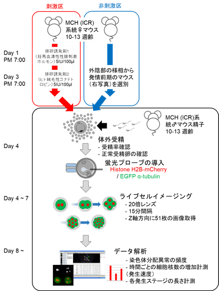 図1 実験の流れ