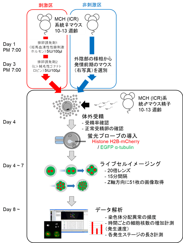 図1 実験の流れ
