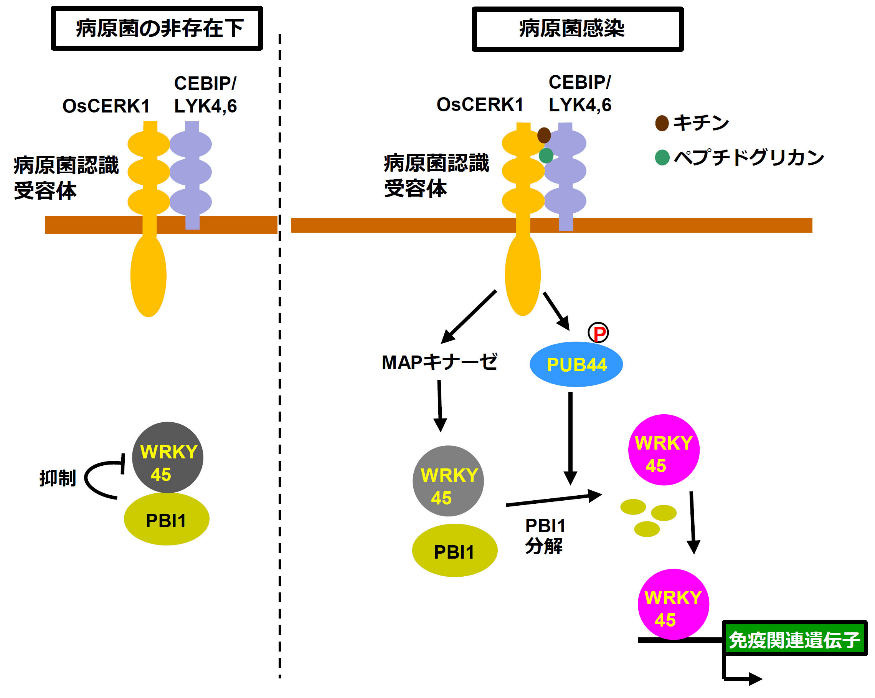 病原菌の非存在下(左)、病原菌感染時(右)の免疫系の応答