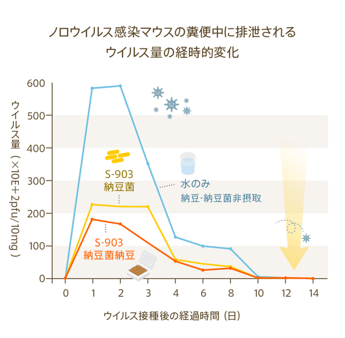 【研究レポート】ノロウイルス感染マウスの糞便中に排泄されるウイルス量の経時的変化