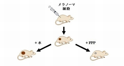 【図1】本研究の図解