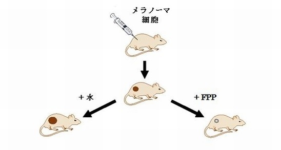 【図1】本研究の図解