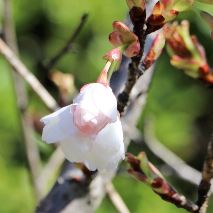 御室仁和寺駅の御室桜（2022年4月6日（水） 午前9時頃撮影）