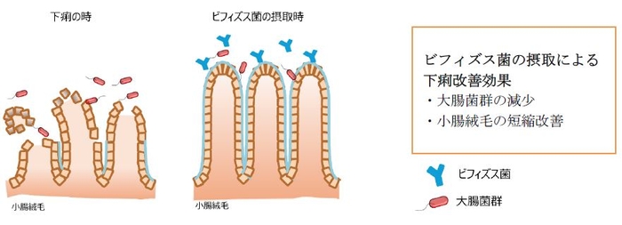 ビフィズス菌が小腸絨毛の短縮を改善する イメージ図