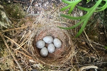 ホテル志摩スペイン村の中庭で鳥の赤ちゃんが育っています