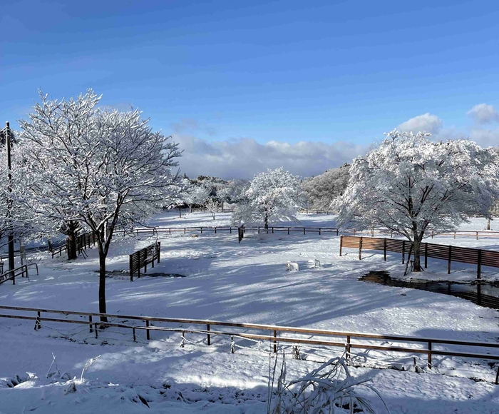 真っ白な雪原が広がるたけはららキャンプジョー