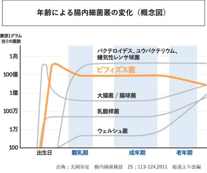 年齢による腸内細菌叢の変化(概念図)