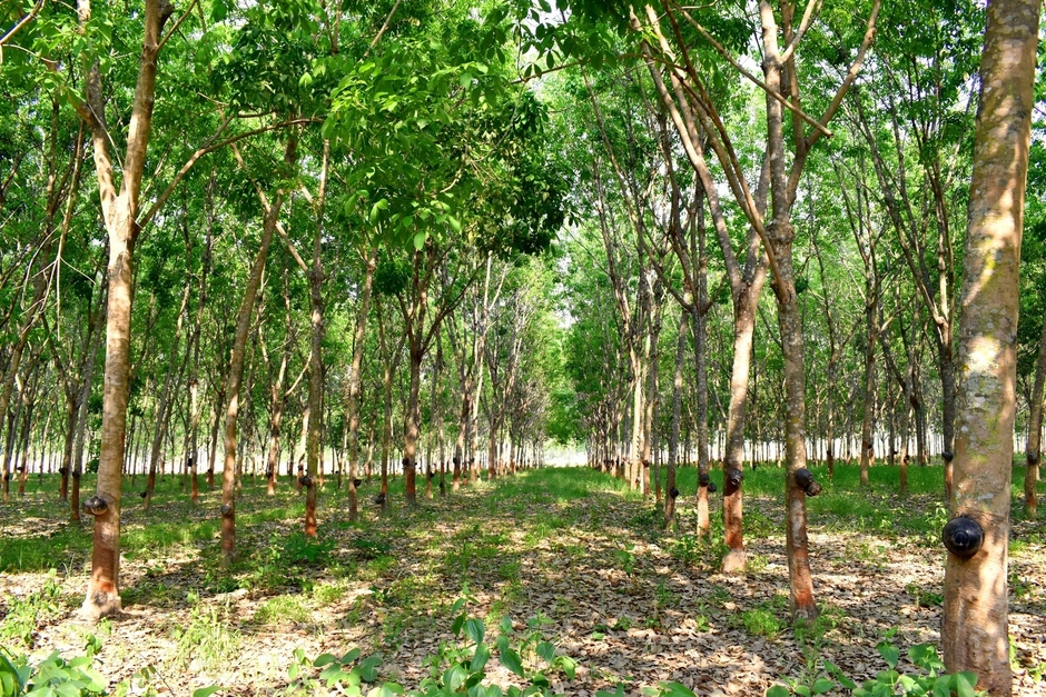 天然ゴム林イメージ