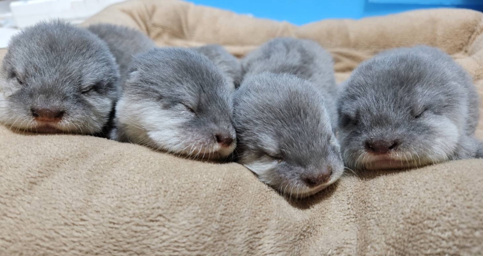 コツメカワウソさんの赤ちゃんたち