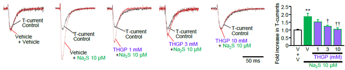 図2 有機ゲルマニウムGe-132の加水分解物THGPは、Cav3.2発現細胞におけるT型カルシウムチャネル電流(T-current)に対する硫化物Na2Sの増大効果を濃度依存的に抑制した
