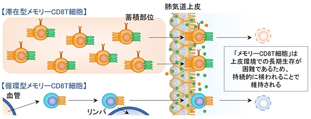 滞在型メモリーCD8T細胞、循環型メモリーCD8T細胞
