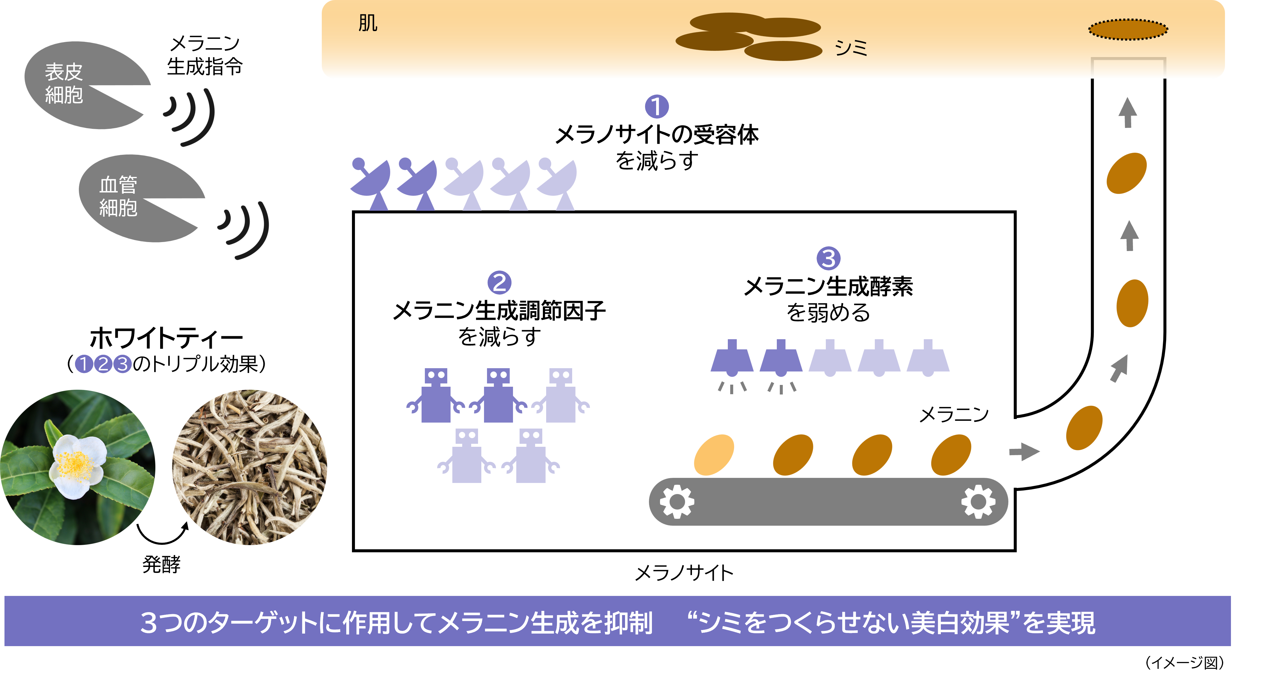 研究成果の概要