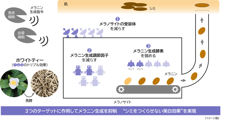 研究成果の概要