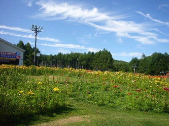 山梨県鳴沢村のゆり園・ふじてんリゾートリリーパーク 7月22日（金）現在、リフト乗り場前のゆりが見頃を迎えています！