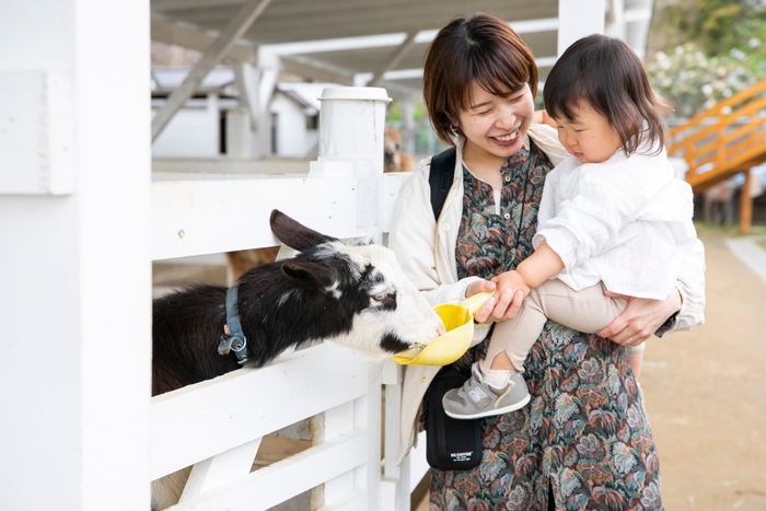 動物への餌やり体験