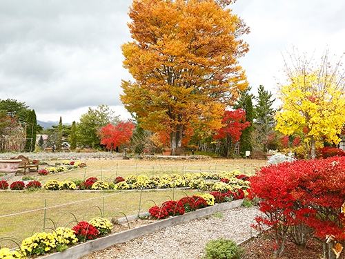 紅葉(イメージ)