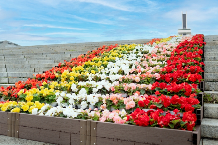 大階段特設花壇