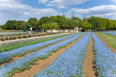 茨城・こもれび森のイバライドで春の花畑が5月頃まで見頃　 30万本以上のネモフィラとチューリップが美しく咲き誇る