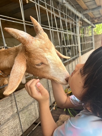 名前はパティー生後6ヶ月メス