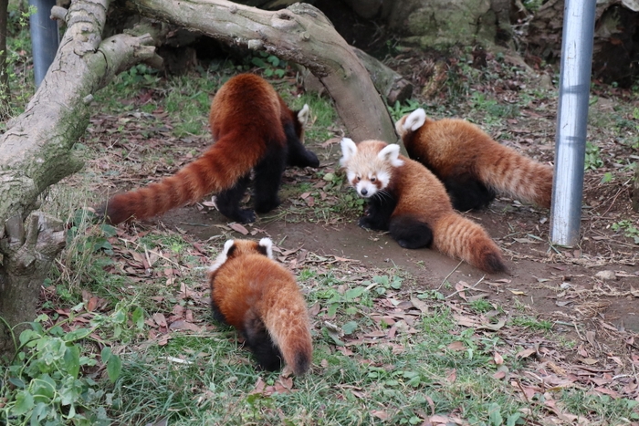 元気に成長する3つ子のニシレッサーパンダ