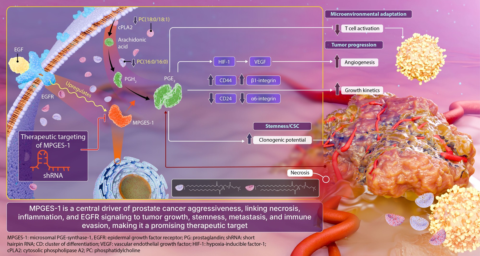 昭和女子大学が参加する共同研究グループが
難治性前立腺がんの新たな治療標的としての
可能性を発見