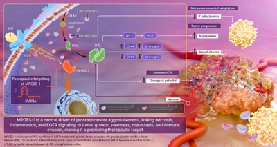昭和女子大学が参加する共同研究グループが
難治性前立腺がんの新たな治療標的としての
可能性を発見