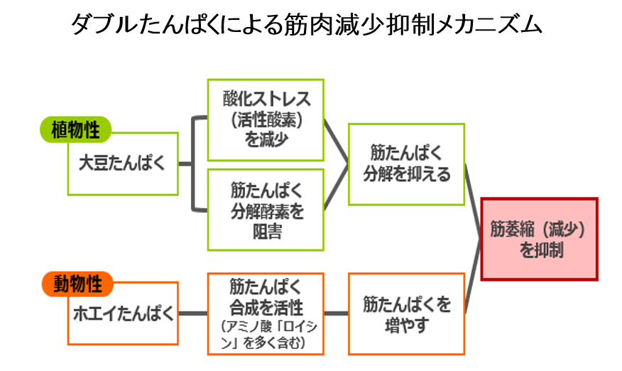 【図3】ダブルたんぱくによる筋肉減少抑制メカニズム