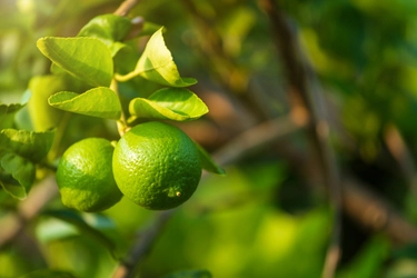 肌と心を爽快にする植物の力。シトラールとメントールを感じる、 「リーフ＆ボタニクス」の夏季限定ボディケア　 2020年3月18日発売