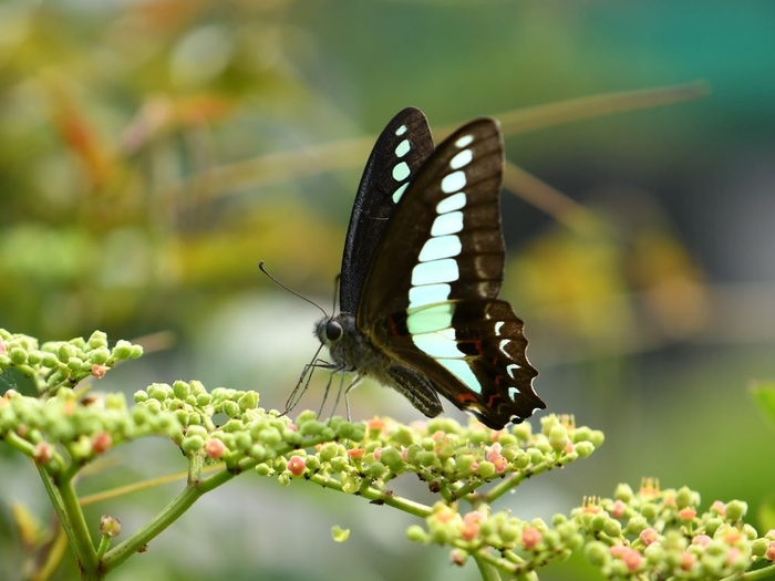 ヤブガラシの蜜を吸うアオスジアゲハ