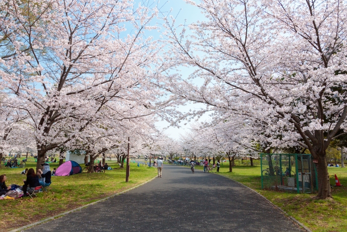 舎人公園のサクラ（過去の様子）