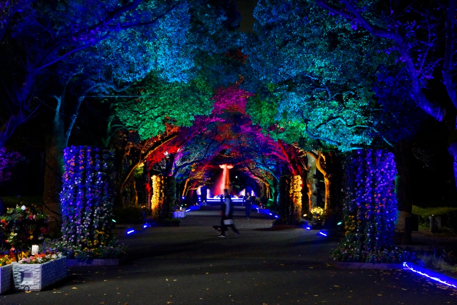 花のプロムナード ライトアップの様子
