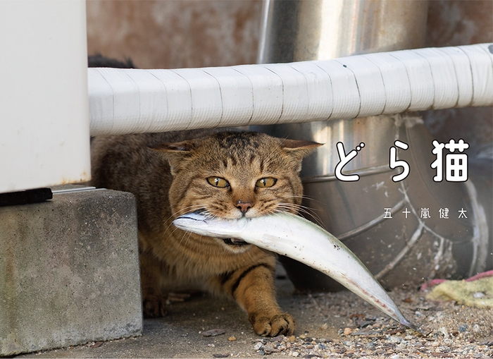 猫写真1