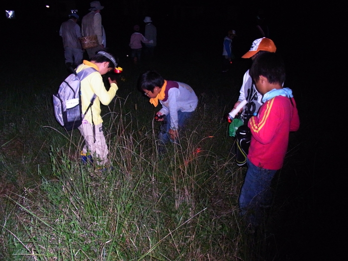 夜の生物探しの様子（過去の開催時の様子）