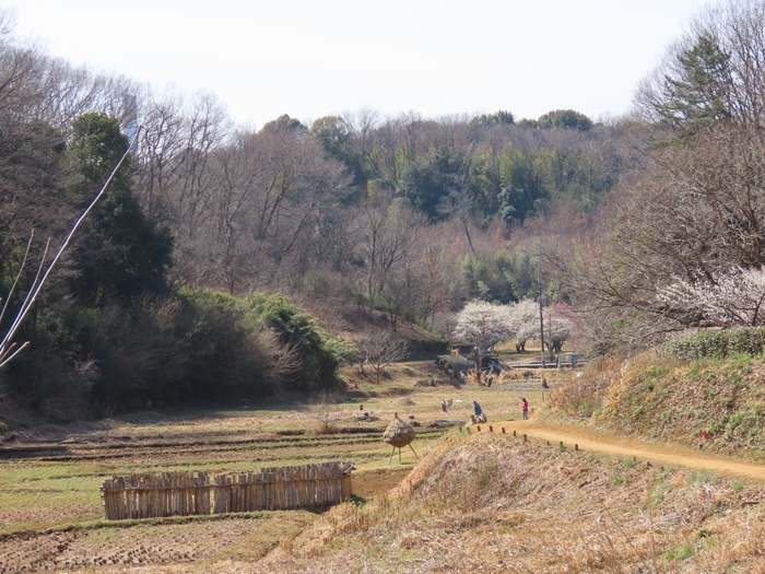 東京にもこんな風景があるんですね