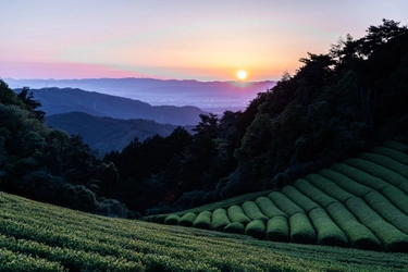 「紡ぐお茶布巾」と「日本茶ボトルドティー（福壽、香涼、京紅）」がソーシャルプロダクツ・アワード2026にて、ソーシャルプロダクツ賞を受賞しました。