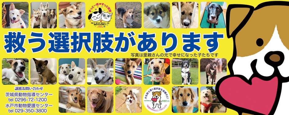 車内窓データ黄