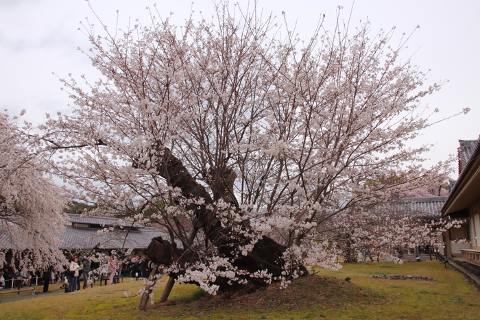 2025年4月1日もうすぐ見頃